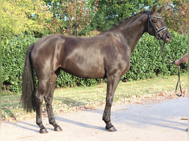 Hannover Giumenta 3 Anni 170 cm Morello in Selsingen