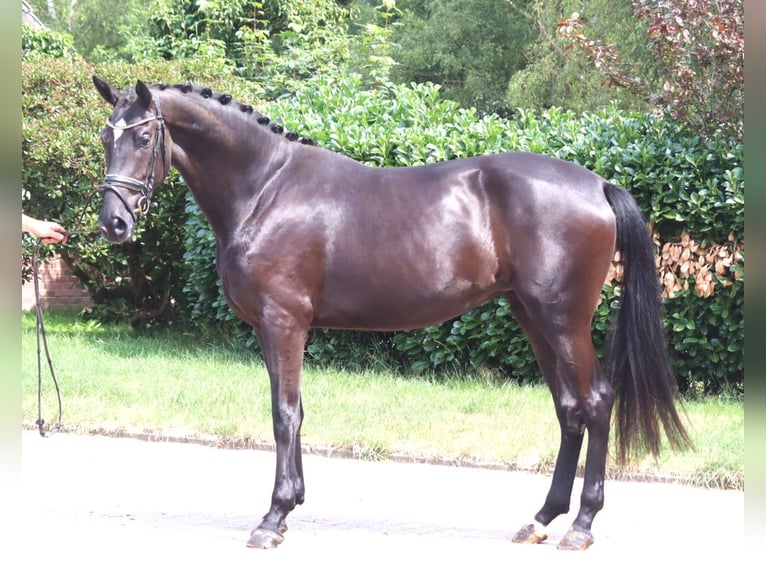 Hannover Giumenta 3 Anni 170 cm Morello in Selsingen