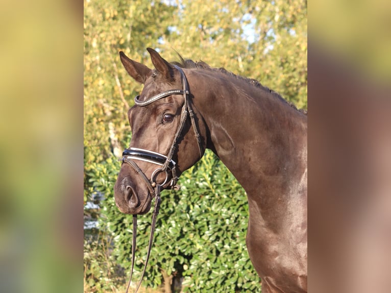 Hannover Giumenta 3 Anni 170 cm Morello in Selsingen