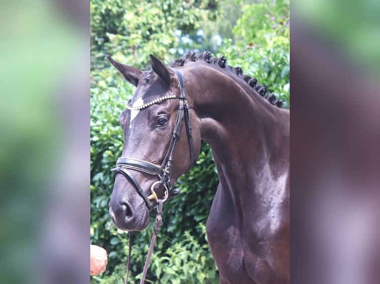 Hannover Giumenta 3 Anni 170 cm Morello in Selsingen