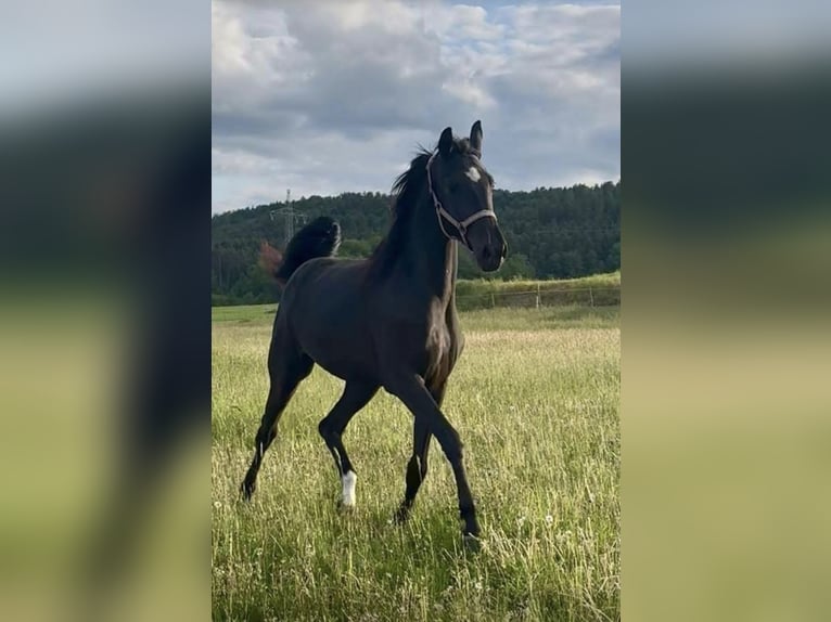 Hannover Giumenta 3 Anni 170 cm Morello in Schnabelwaid