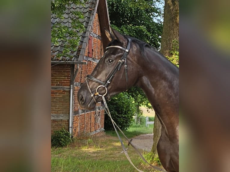 Hannover Giumenta 3 Anni 170 cm Morello in Staffhorst