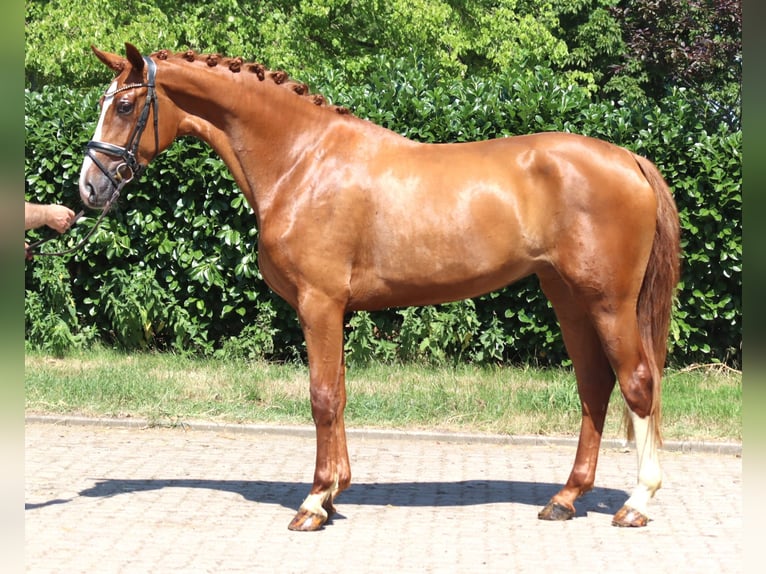 Hannover Giumenta 3 Anni 170 cm Sauro in Selsingen