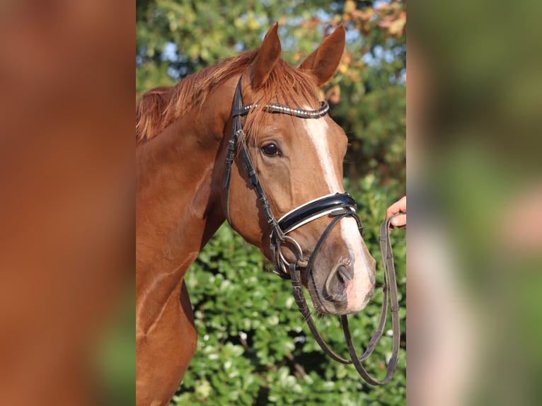 Hannover Giumenta 3 Anni 170 cm Sauro in Selsingen