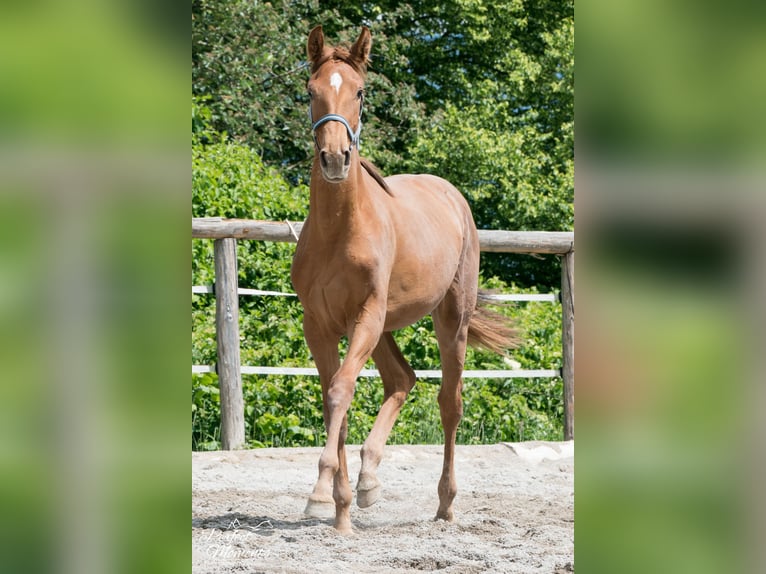 Hannover Giumenta 3 Anni 170 cm Sauro in Strobl