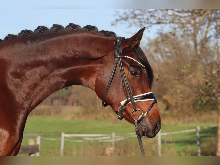 Hannover Giumenta 3 Anni 172 cm Baio in Deinstedt