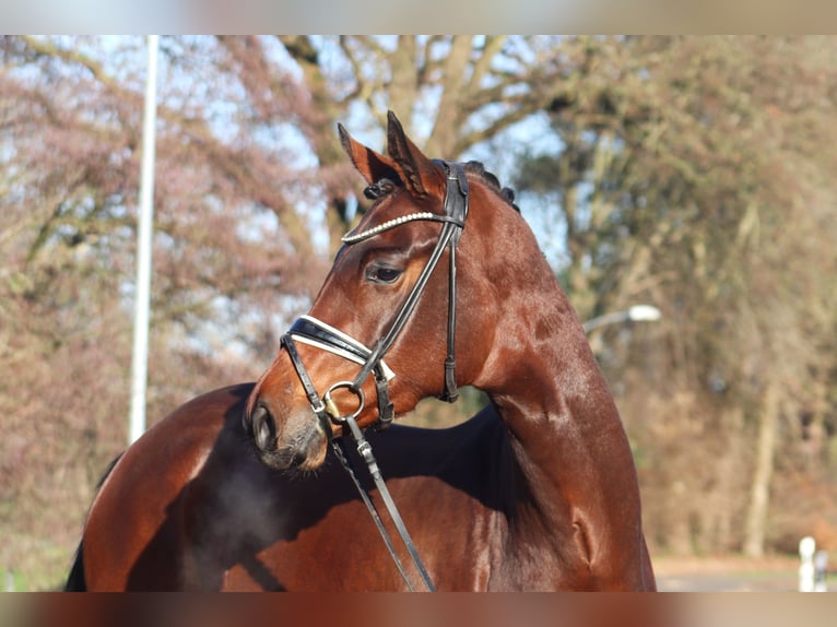 Hannover Giumenta 3 Anni 172 cm Baio in Deinstedt