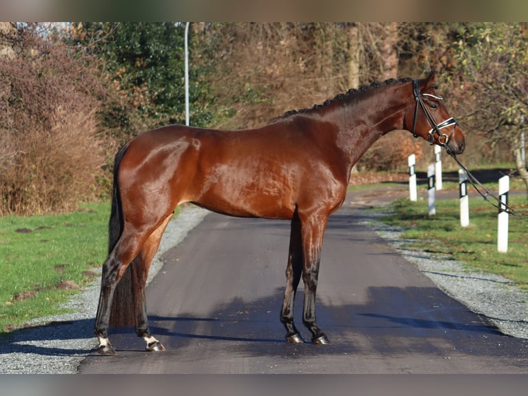 Hannover Giumenta 3 Anni 172 cm Baio in Deinstedt