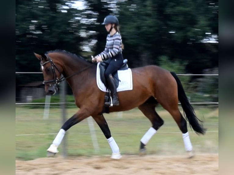 Hannover Giumenta 3 Anni 172 cm Baio in Fredenbeck