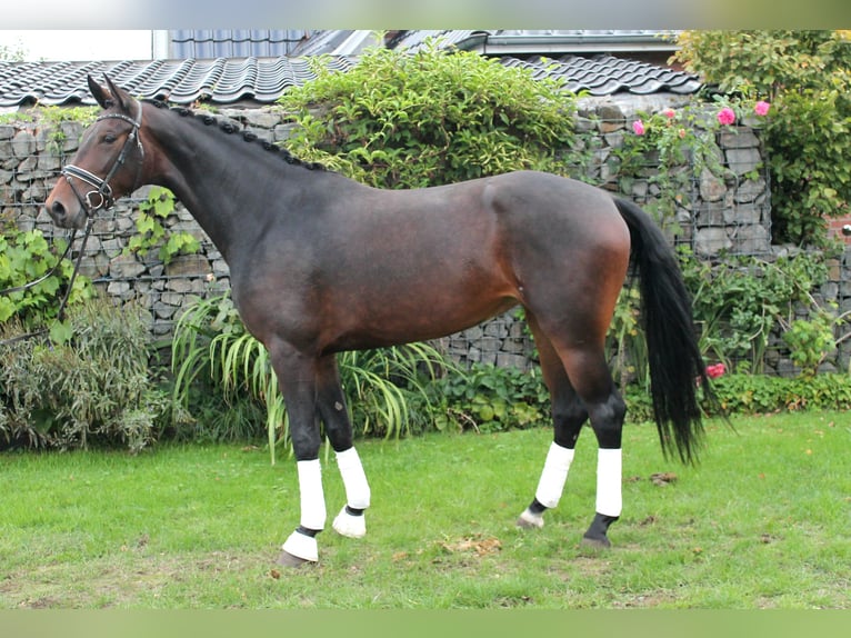 Hannover Giumenta 3 Anni 172 cm Baio scuro in Bramsche