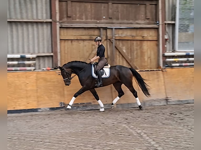 Hannover Giumenta 3 Anni 172 cm Baio scuro in Bramsche