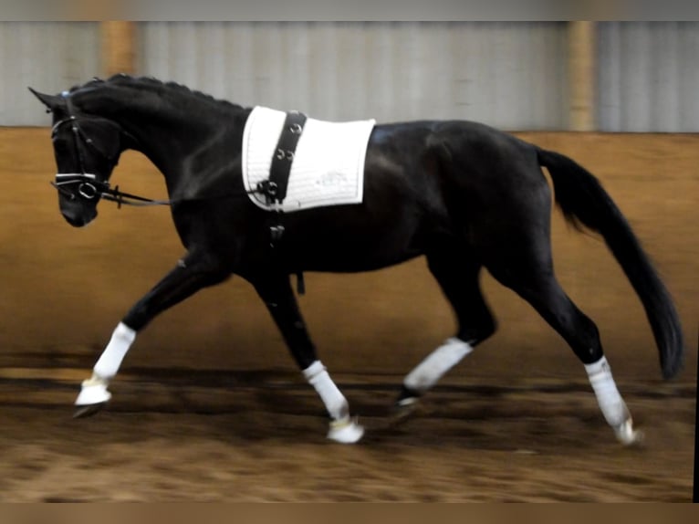 Hannover Giumenta 3 Anni 172 cm Morello in Fredenbeck