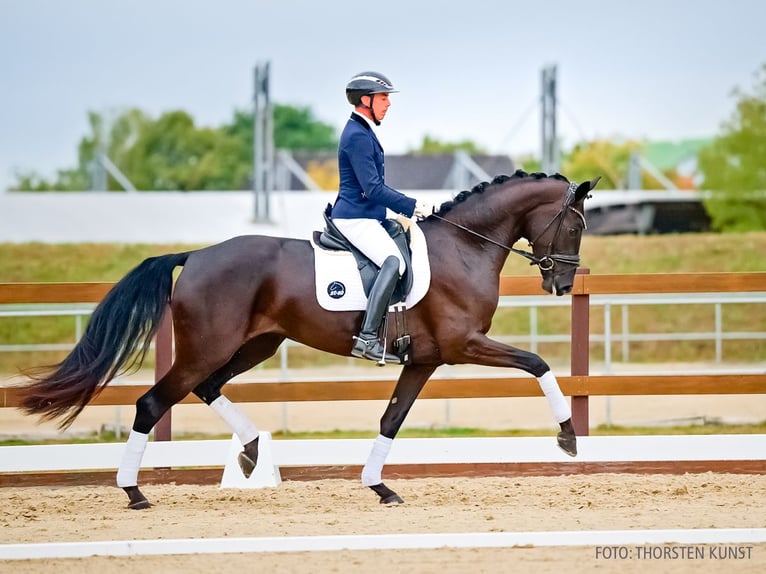 Hannover Giumenta 3 Anni 172 cm Morello in Verden
