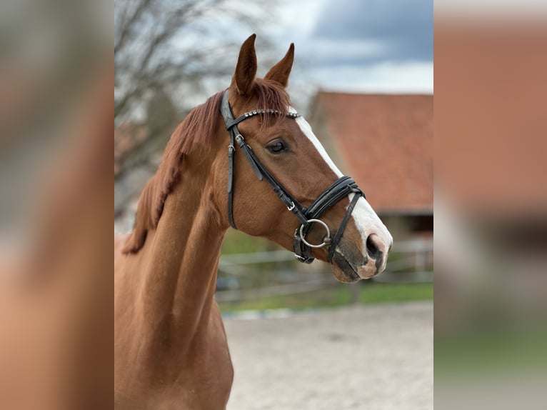 Hannover Giumenta 3 Anni 172 cm Sauro in Dransfeld