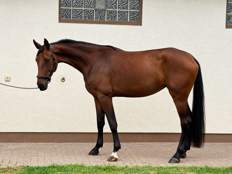Hannover Giumenta 3 Anni 173 cm Baio in Viernheim