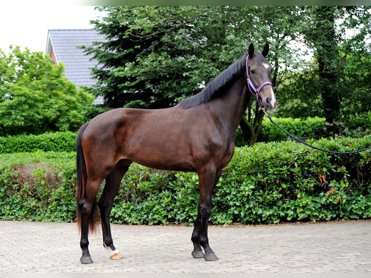 Hannover Giumenta 3 Anni 173 cm Morello in Löningen