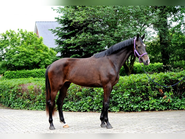 Hannover Giumenta 3 Anni 173 cm Morello in Löningen