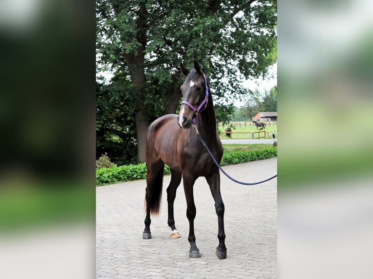 Hannover Giumenta 3 Anni 173 cm Morello in Löningen