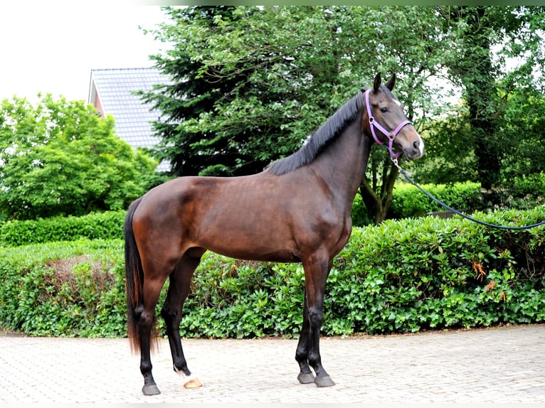 Hannover Giumenta 3 Anni 173 cm Morello in Löningen