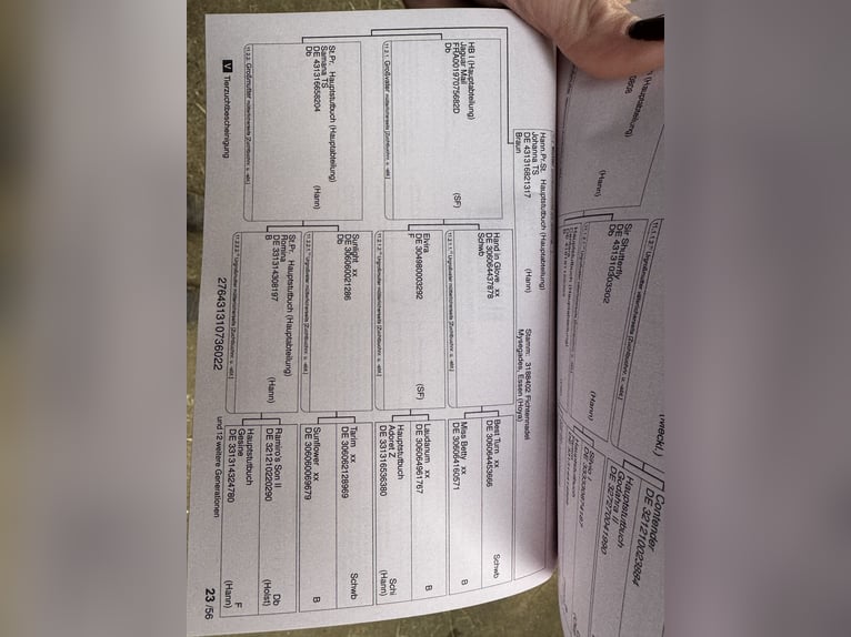 Hannover Giumenta 3 Anni 174 cm Baio in Grevenbroich