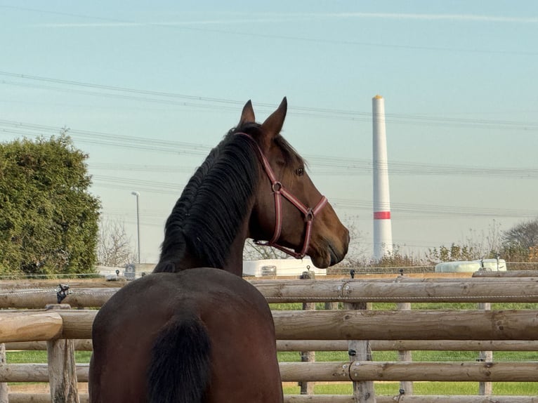 Hannover Giumenta 3 Anni 174 cm Baio in Grevenbroich