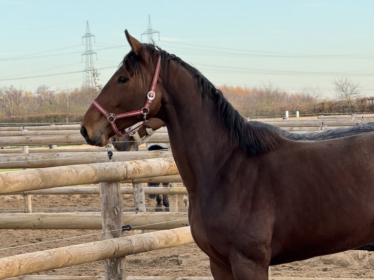 Hannover Giumenta 3 Anni 174 cm Baio in Grevenbroich