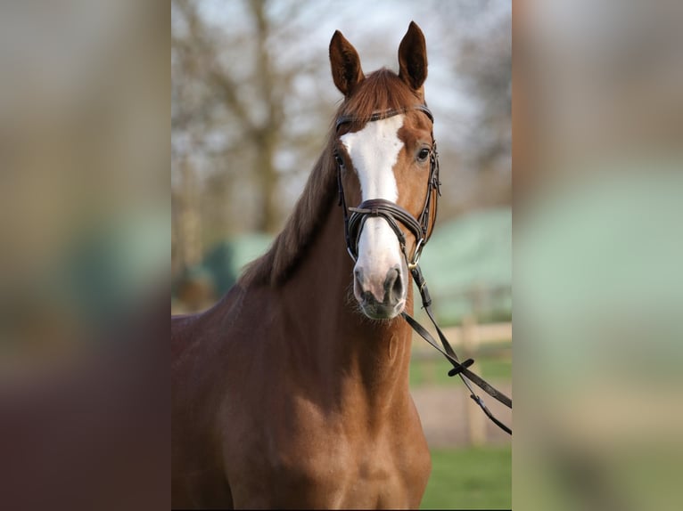 Hannover Giumenta 3 Anni 174 cm Sauro in Rickling