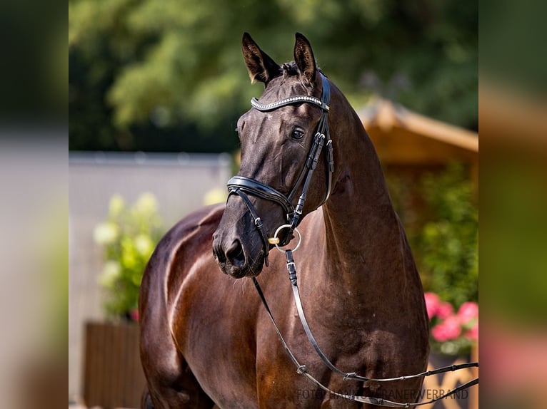 Hannover Giumenta 3 Anni 175 cm Baio scuro in Verden