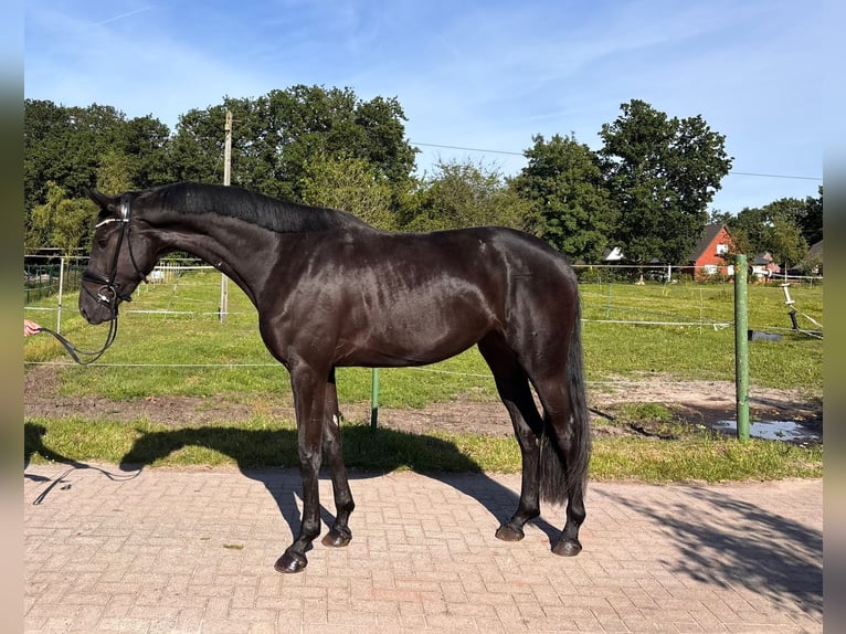 Hannover Giumenta 3 Anni 175 cm Morello in Leer (Ostfriesland)