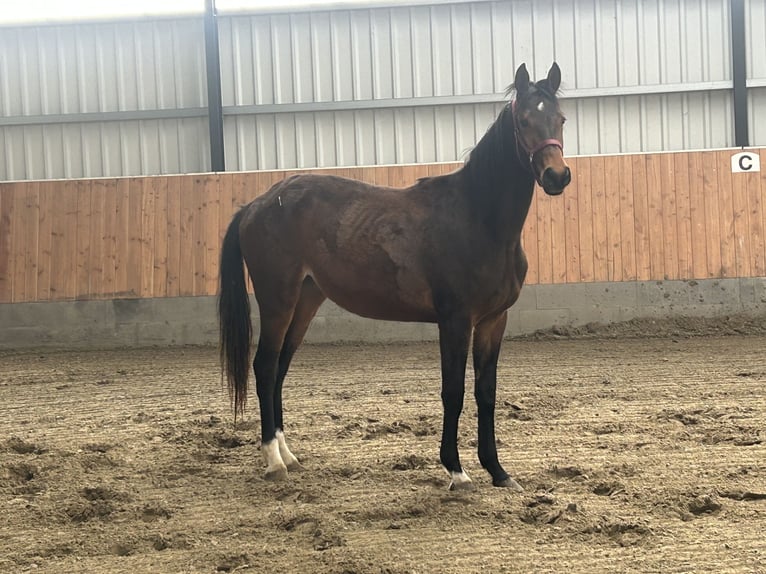 Hannover Giumenta 3 Anni Baio in Balje