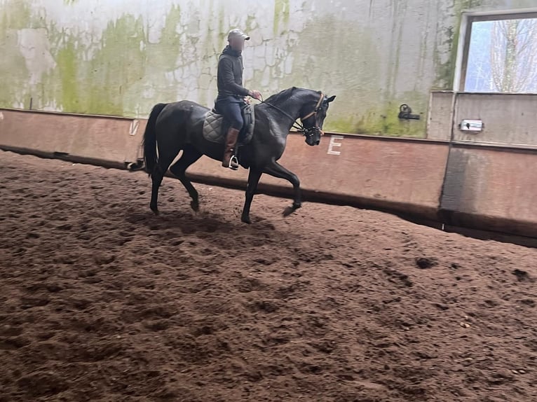 Hannover Giumenta 3 Anni  in baldranes