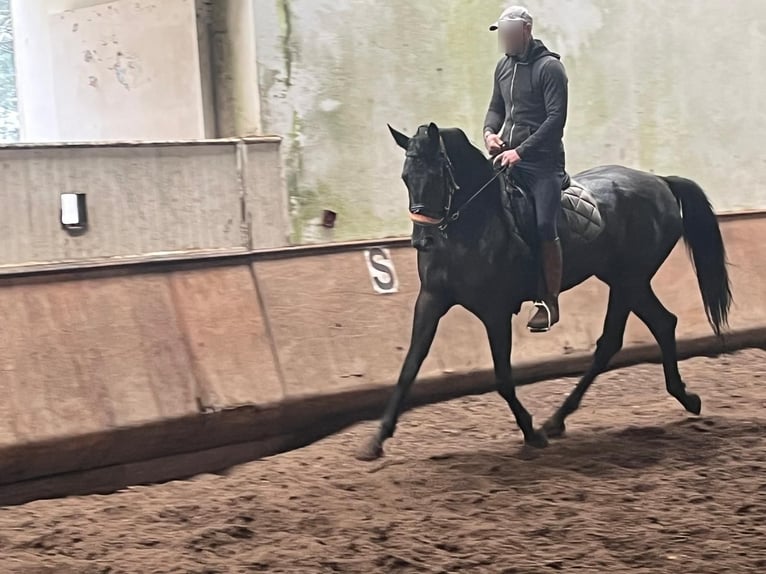 Hannover Giumenta 3 Anni  in Tui (O Sagrario)