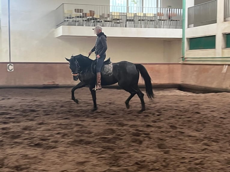 Hannover Giumenta 3 Anni  in Tui (O Sagrario)