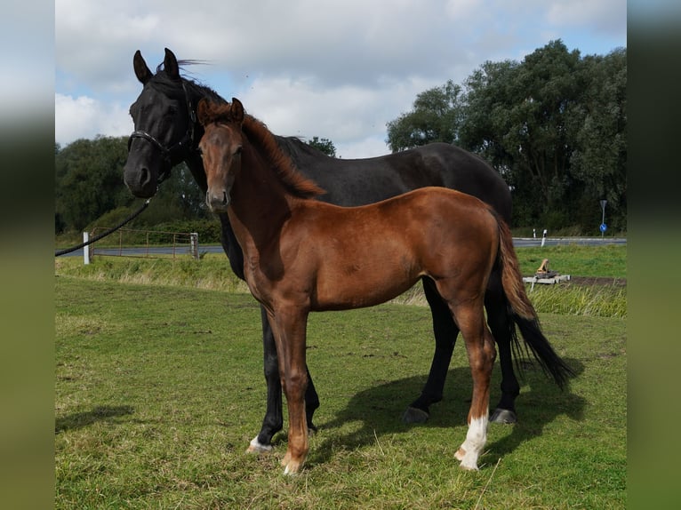 Hannover Giumenta 3 Anni Grigio in Lintig