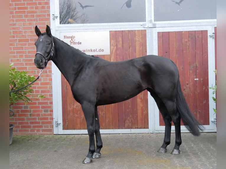 Hannover Giumenta 4 Anni 153 cm Morello in Dorsten