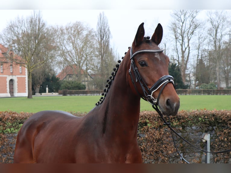Hannover Giumenta 4 Anni 155 cm Baio in Celle