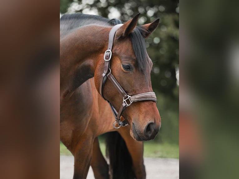 Hannover Giumenta 4 Anni 158 cm Baio in Heppenheim (Bergstra&#xDF;e)Heppenheim