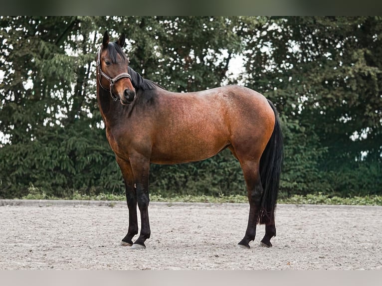 Hannover Giumenta 4 Anni 158 cm Baio in Heppenheim (Bergstra&#xDF;e)Heppenheim