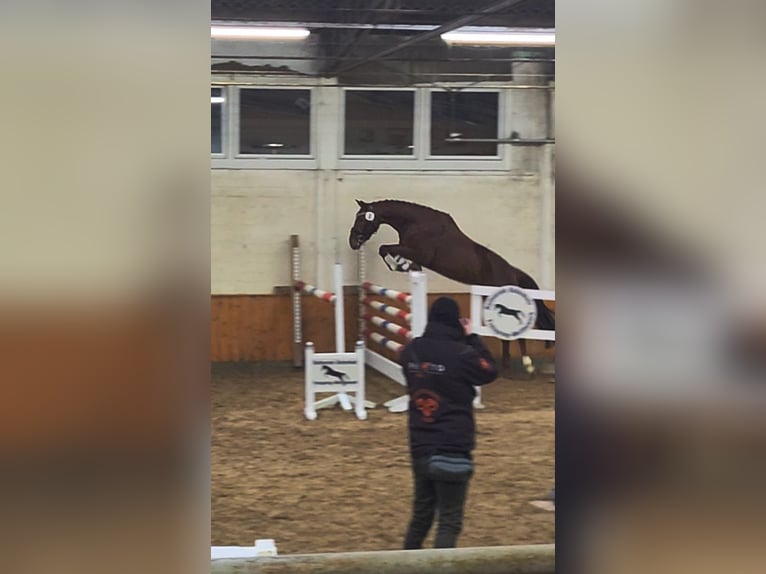 Hannover Giumenta 4 Anni 158 cm Sauro in Großenwörden