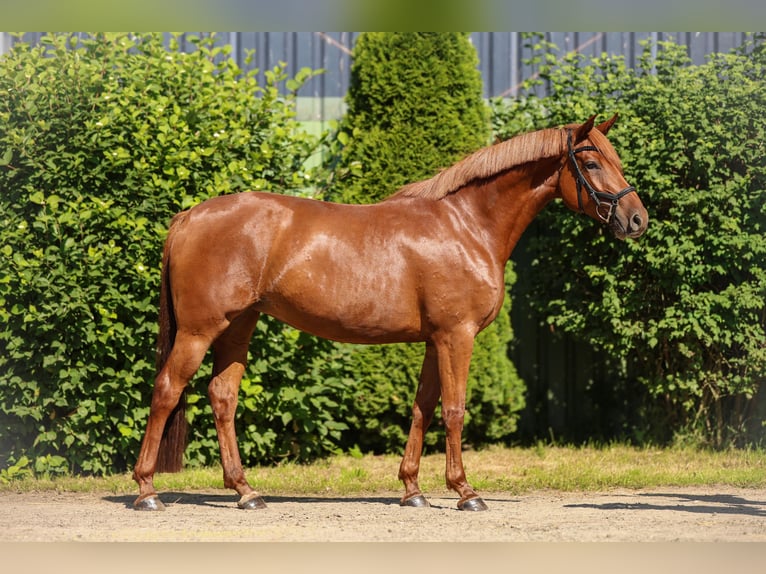 Hannover Giumenta 4 Anni 158 cm Sauro in Tespe