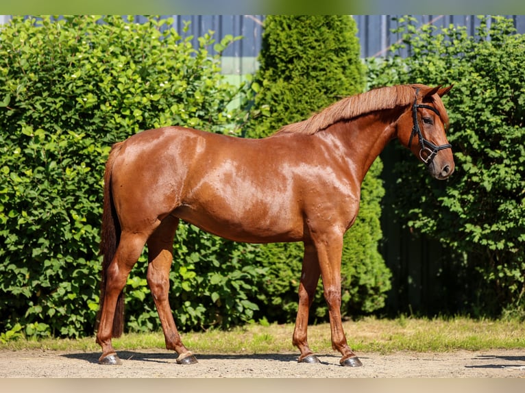 Hannover Giumenta 4 Anni 158 cm Sauro in Tespe