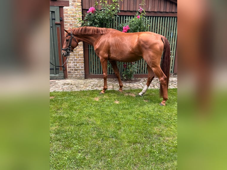 Hannover Giumenta 4 Anni 159 cm Sauro in Nuthe-Urstromtal