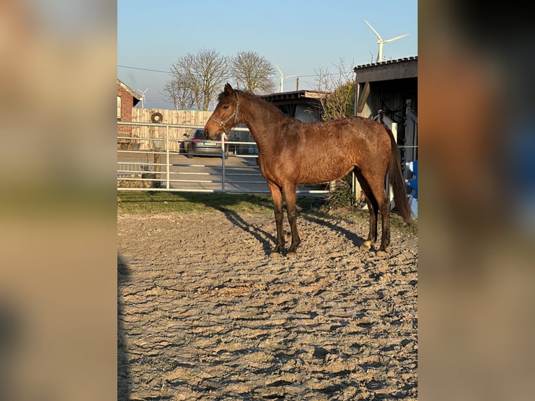 Hannover Giumenta 4 Anni 160 cm Baio in Ihlow