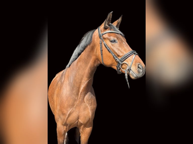 Hannover Giumenta 4 Anni 160 cm Baio in Ratingen