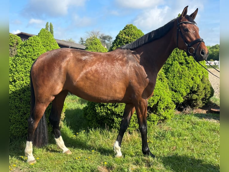 Hannover Giumenta 4 Anni 160 cm Baio in Ratingen