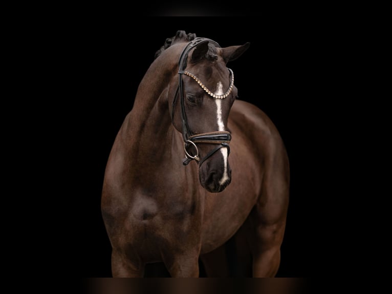 Hannover Giumenta 4 Anni 161 cm Baio nero in Wehringen