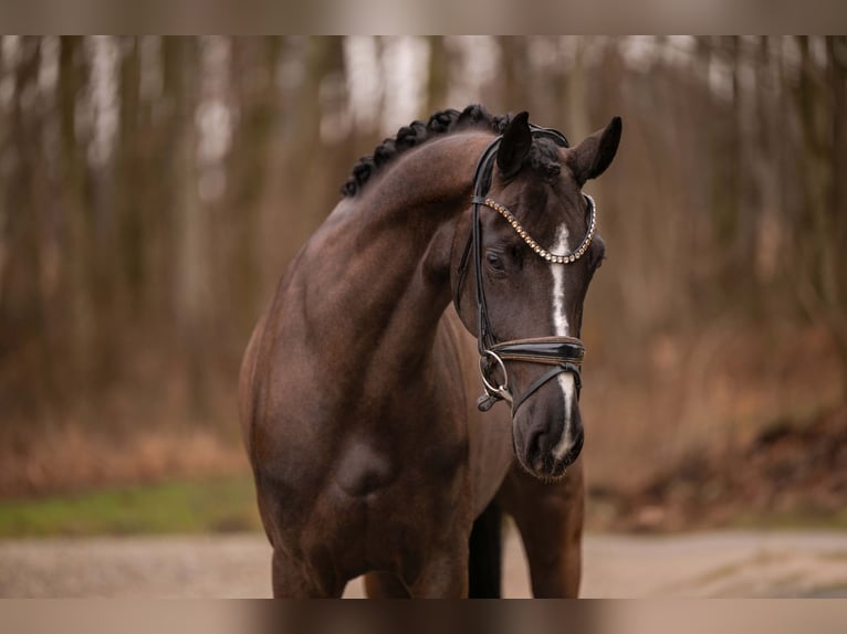Hannover Giumenta 4 Anni 161 cm Baio nero in Wehringen
