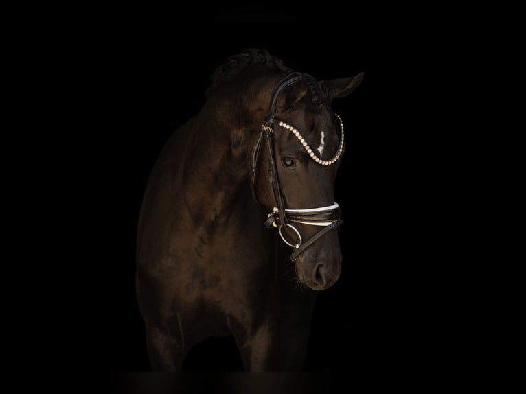 Hannover Giumenta 4 Anni 161 cm Morello in Wehringen