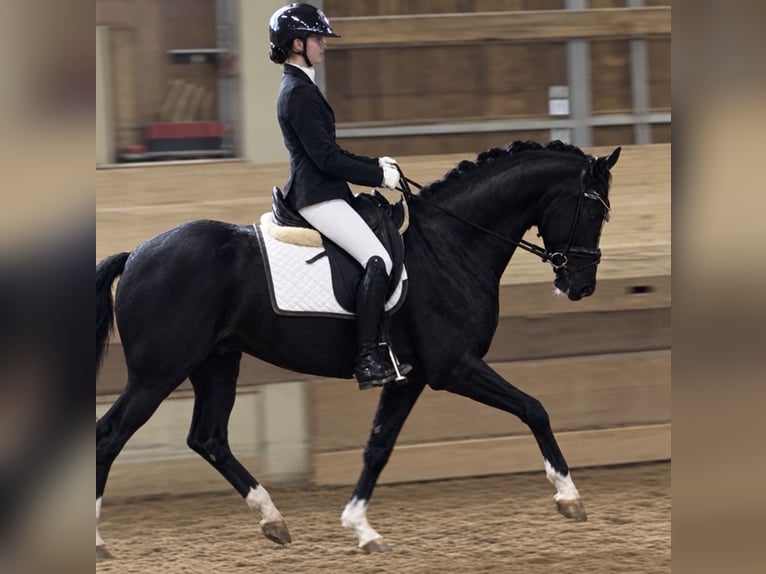 Hannover Giumenta 4 Anni 161 cm Morello in Wehringen