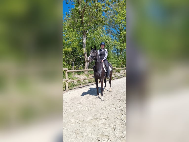 Hannover Giumenta 4 Anni 161 cm Morello in Rietberg-Varensell